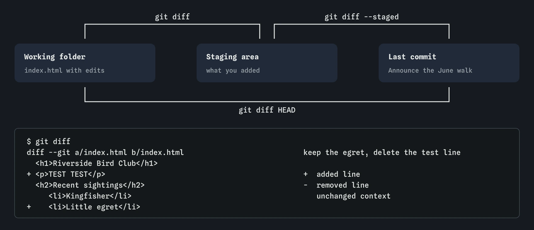 Bird club site: git diff compares working folder with staging, git diff --staged compares staging with the last commit, git diff HEAD compares folder with last commit. Below, the diff shows TEST TEST and Little egret added.