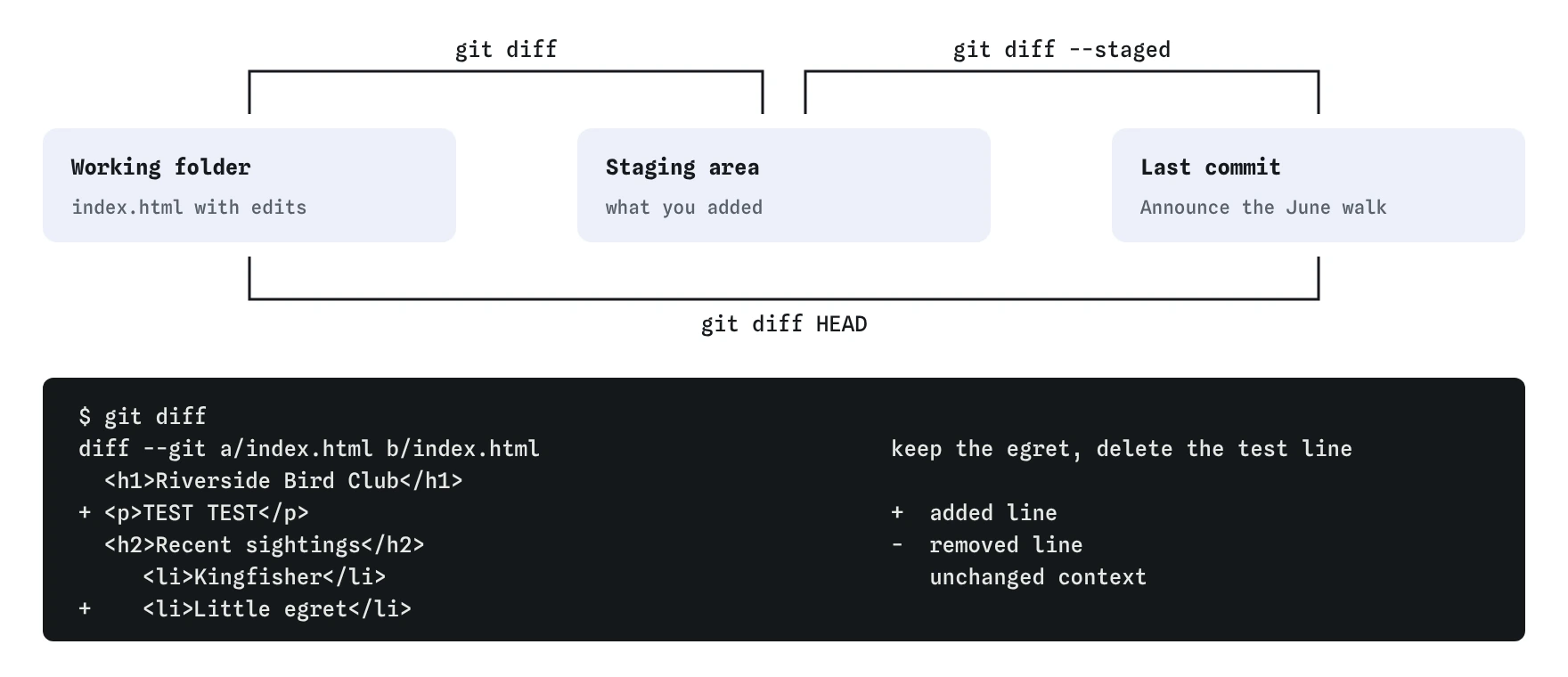 Bird club site: git diff compares working folder with staging, git diff --staged compares staging with the last commit, git diff HEAD compares folder with last commit. Below, the diff shows TEST TEST and Little egret added.