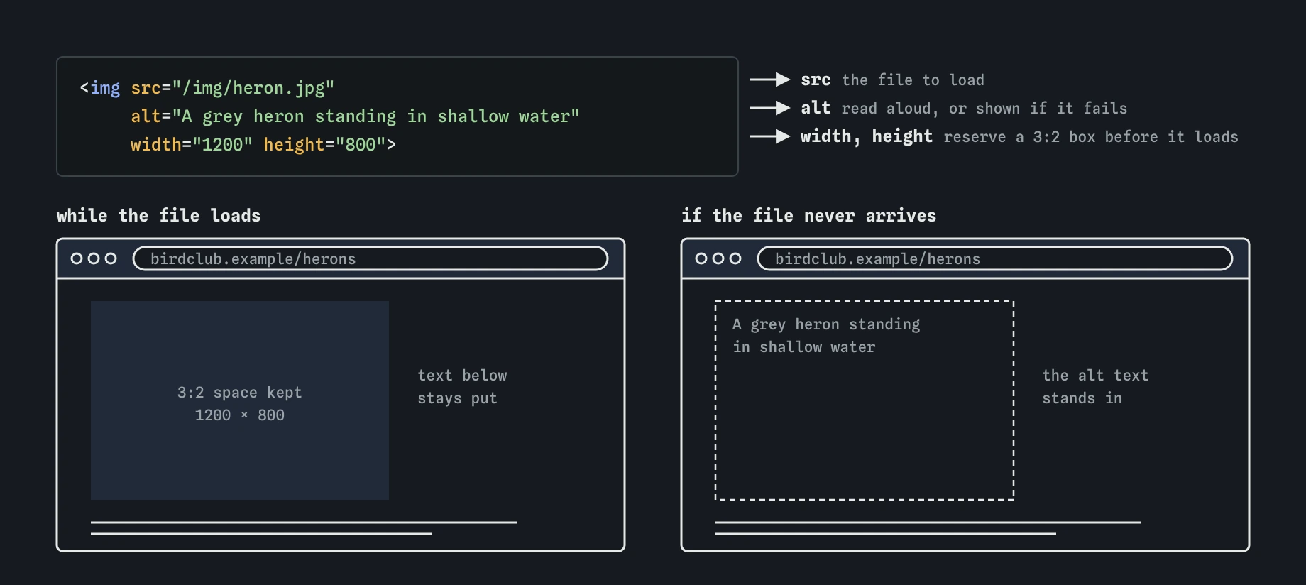 The heron img tag with src, alt, width and height. The browser keeps a 3:2 space for the photo while it loads so text below does not jump. If the file fails, the alt text appears in its place.