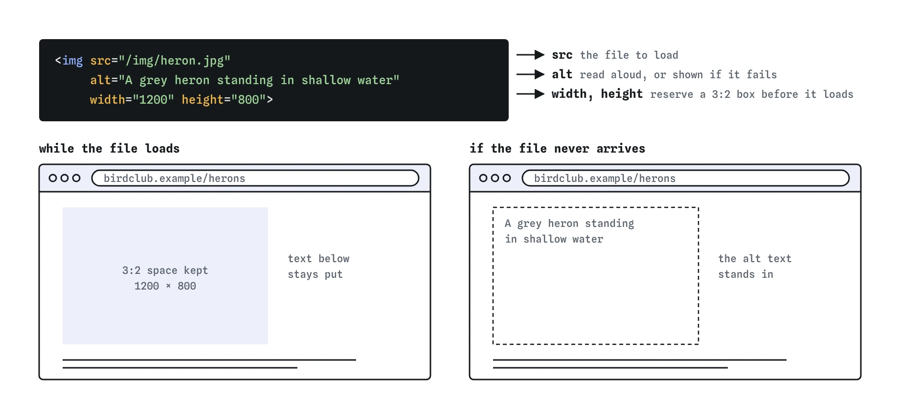 The heron img tag with src, alt, width and height. The browser keeps a 3:2 space for the photo while it loads so text below does not jump. If the file fails, the alt text appears in its place.
