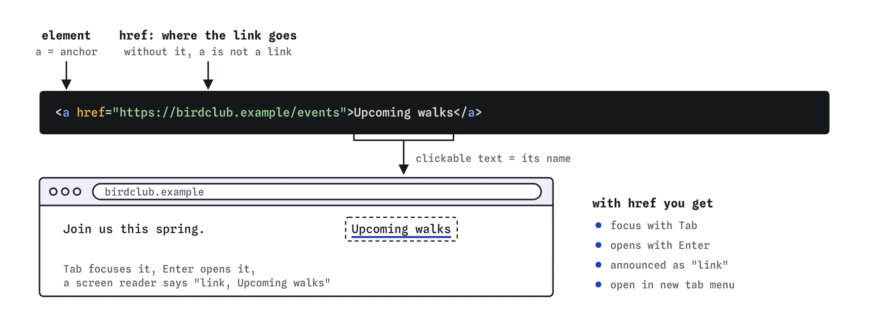The link Upcoming walks to birdclub.example/events, split into its parts: the a element, the href holding the destination, and the text between the tags, which becomes the underlined, focusable link in the browser.