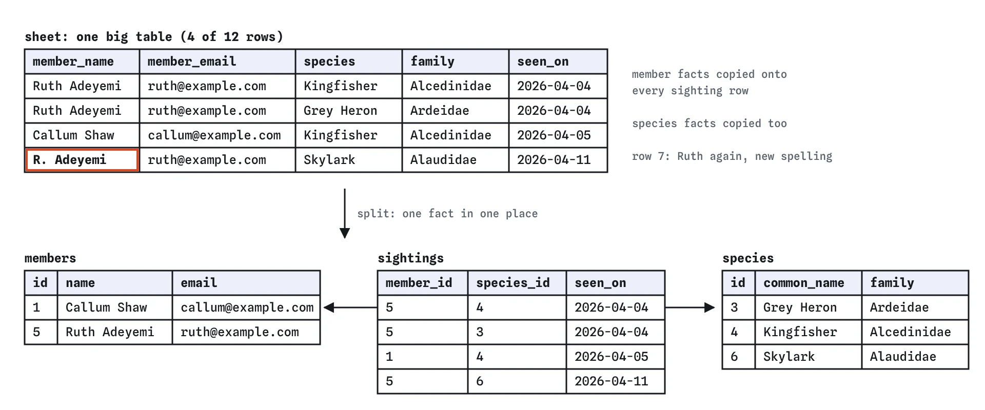 The bird club's sheet table repeats member emails and species families on every sighting and spells Ruth two ways. Split, it becomes members, species and sightings, where each sighting points at a member id and a species id